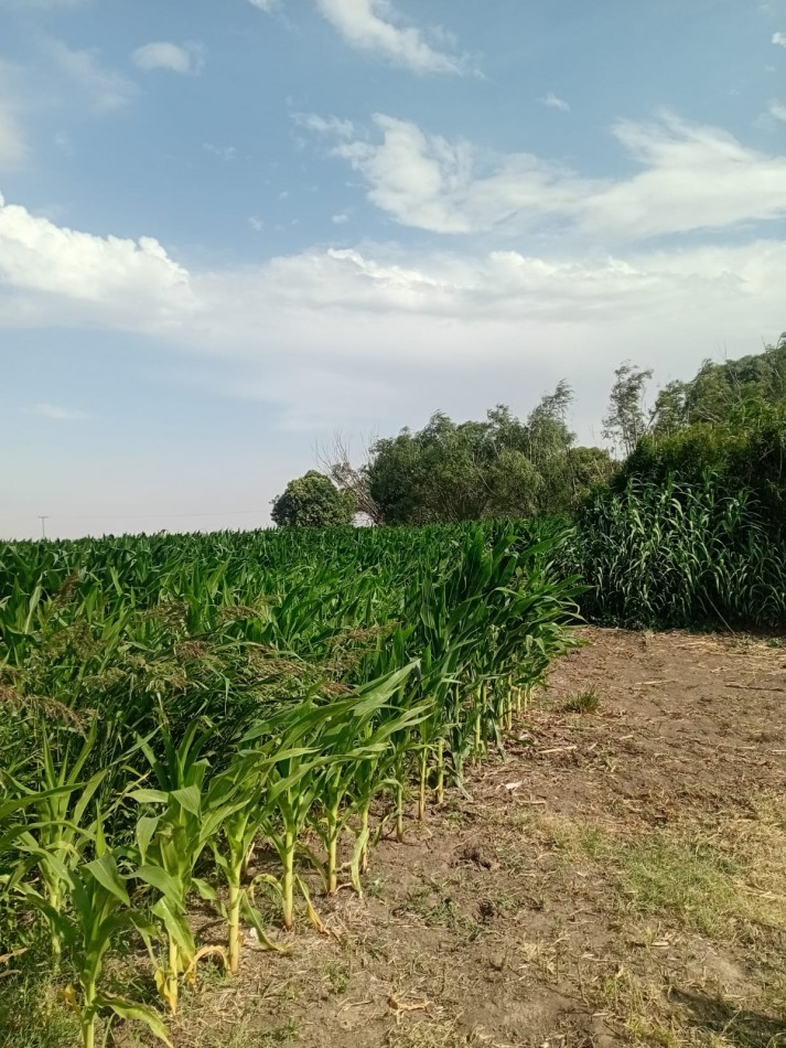 Carmen del Sauce - Campo de 3 hectareas y media para agricultura