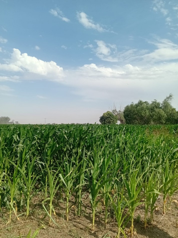 Carmen del Sauce - Campo de 3 hectareas y media para agricultura