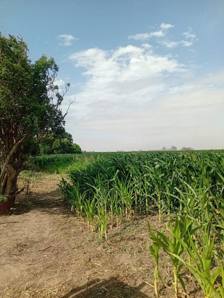 Carmen del Sauce - Campo de 3 hectareas y media para agricultura