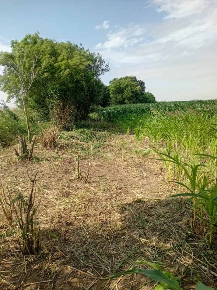 Carmen del Sauce - Campo de 3 hectareas y media para agricultura