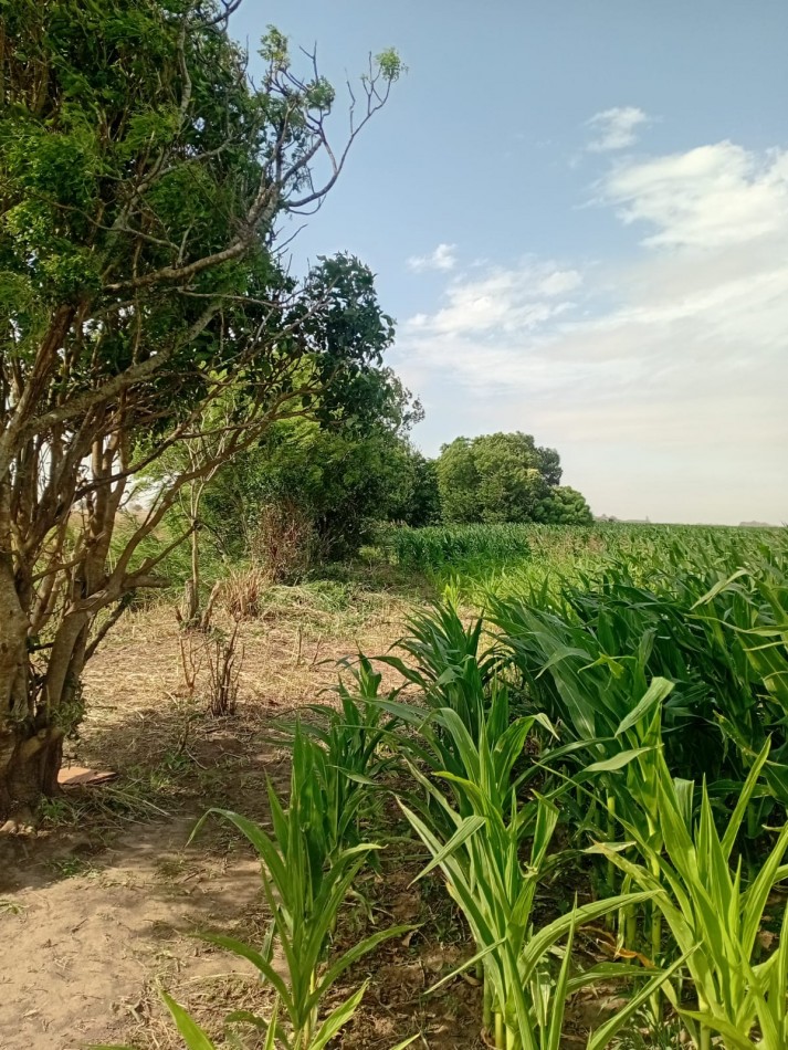 Carmen del Sauce - Campo de 3 hectareas y media para agricultura