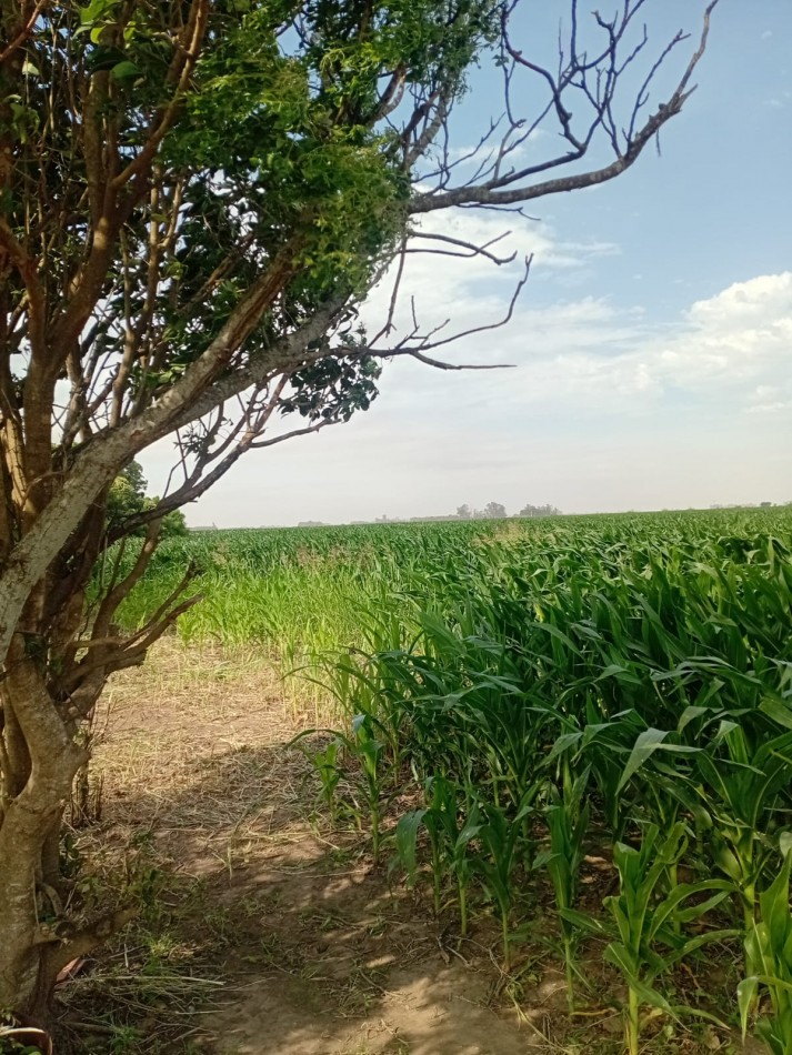 Carmen del Sauce - Campo de 3 hectareas y media para agricultura