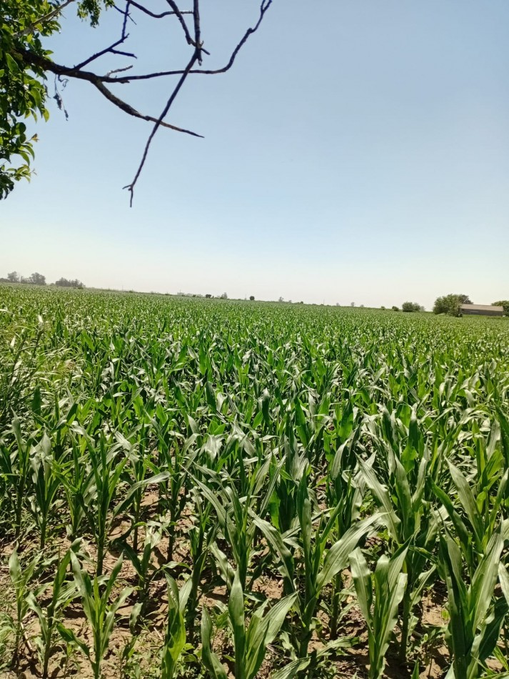 Carmen del Sauce - Campo de 3 hectareas y media para agricultura