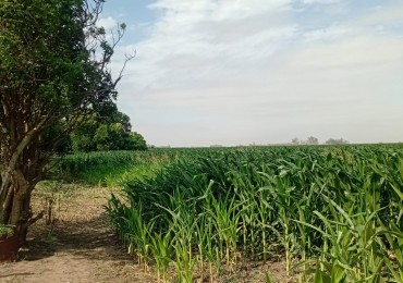 Carmen del Sauce - Campo de 3 hectareas y media para agricultura